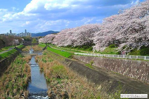 Cherry blossoms along Obatagawa