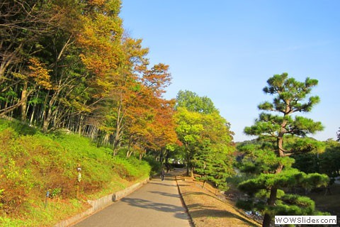 yamadaike walking path with trees