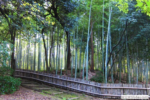 yamadaike bamboo