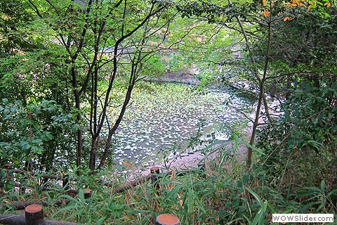 yamadaike pond with leaves