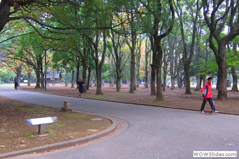 Curving path in Yoyogi Koen with trees