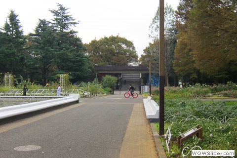 Biker passes in front of bridge and ramp in the park