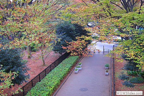 Looking down on colorful tress in the Yoyogi Park