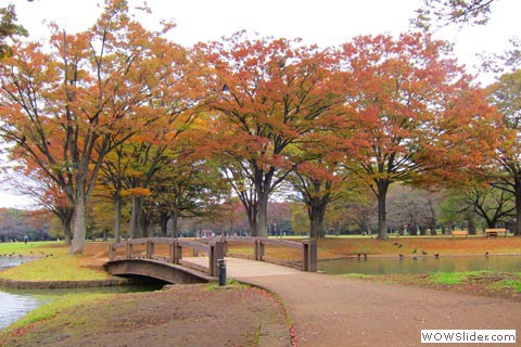 Walking bridge with fall trees