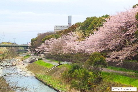 Cherry blossoms in Kyoto