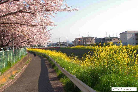 Blooming trees and flowers - Kyoto