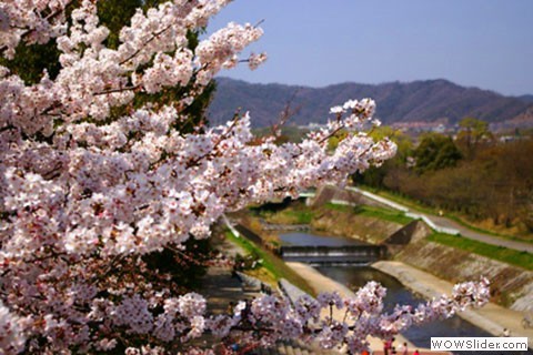 Cherry blossom close up