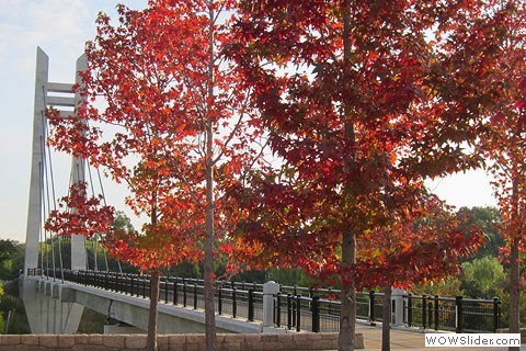 fall tress with bridge