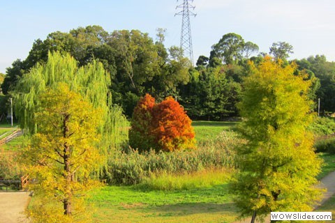 lush trees in the park