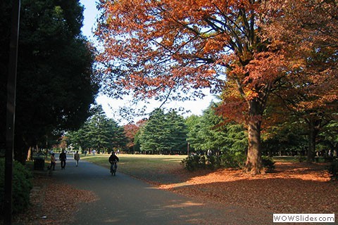 Beautiful trees in fall colors